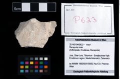 Foto (Objekt + Etikett) von Decapoda indet.  (NHMW-GEO-2014-0194-0623)